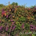 sanur_h_0031_bal4172.jpg